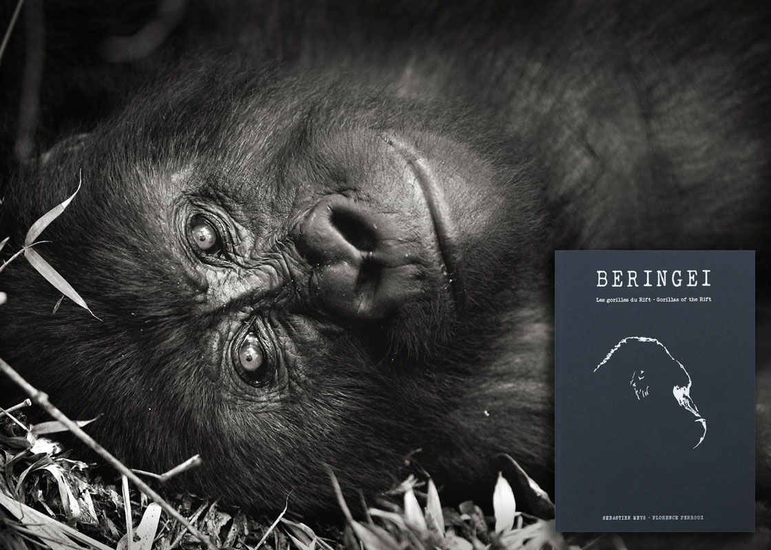BERINGEI, les gorilles du Rift